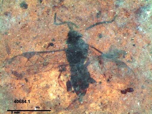 Braconidae