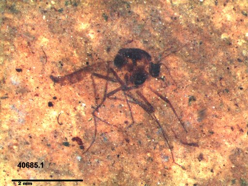 Diptera