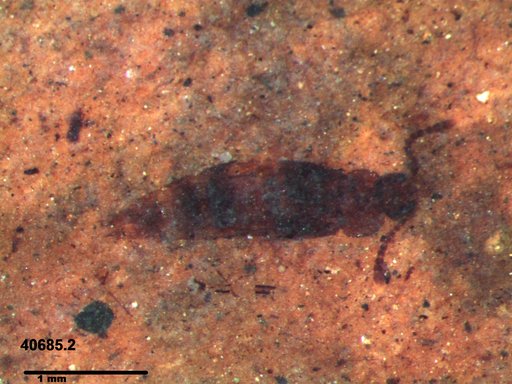 Genus sp