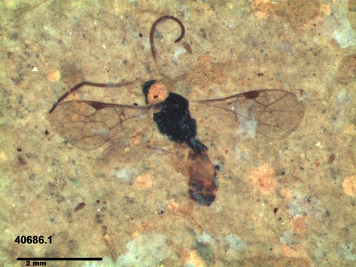 Ichneumonidae