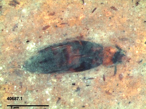 Genus sp