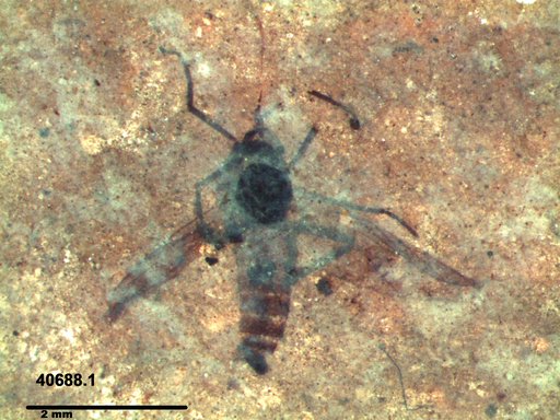 Diptera