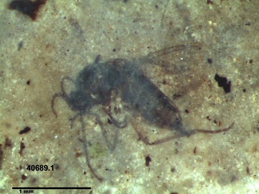 Diptera