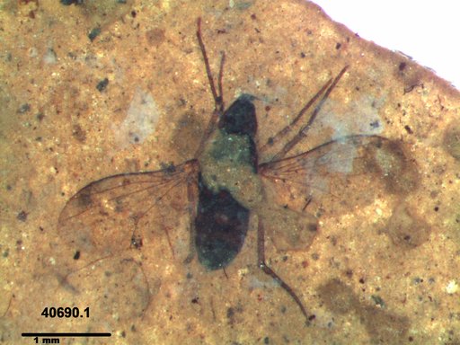 Diptera