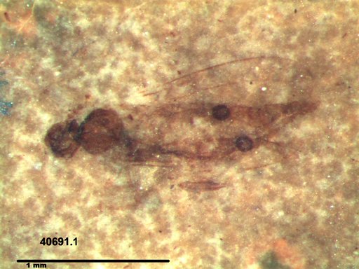 Diptera