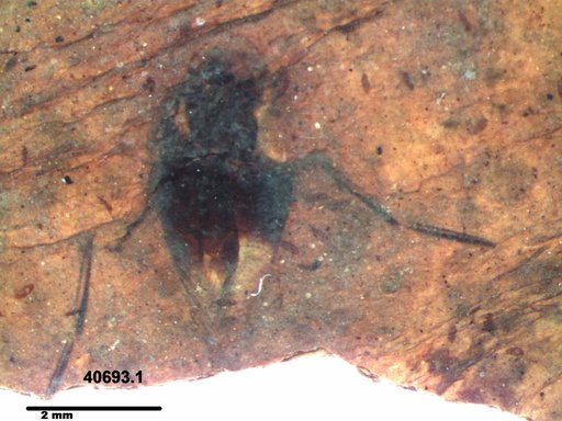 Notonectidae