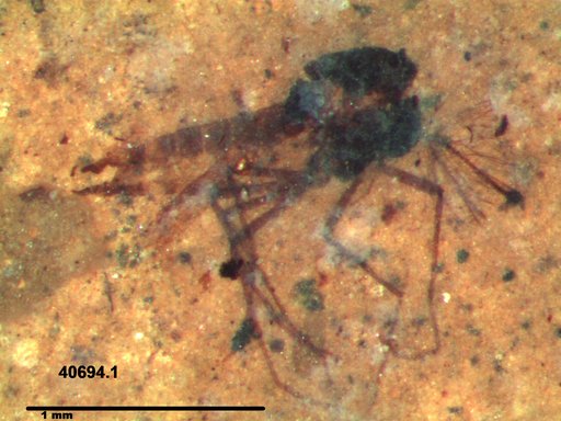 Diptera