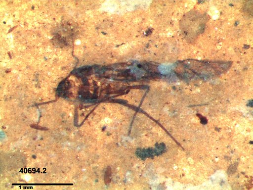 Aphididae
