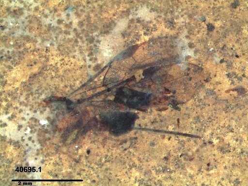 Braconidae