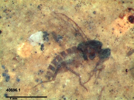 Diptera