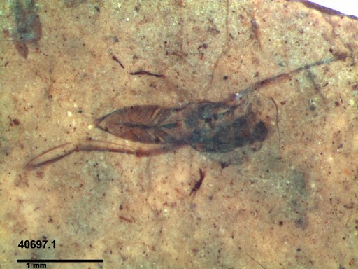 Notonectidae