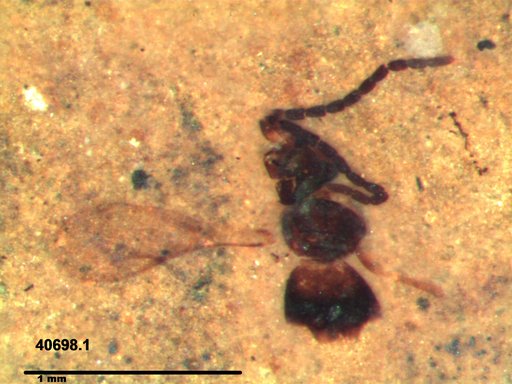 Ceraphronidae