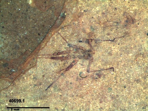 Genus sp