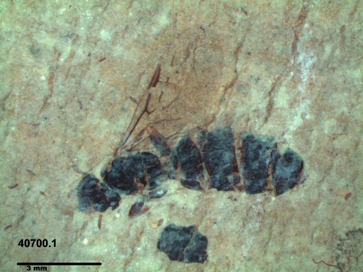 Formicidae