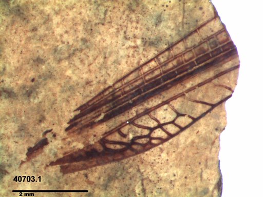 Insecta