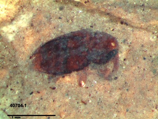 Genus sp