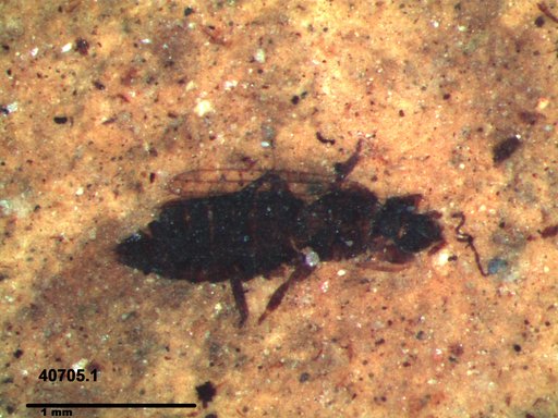 Genus sp