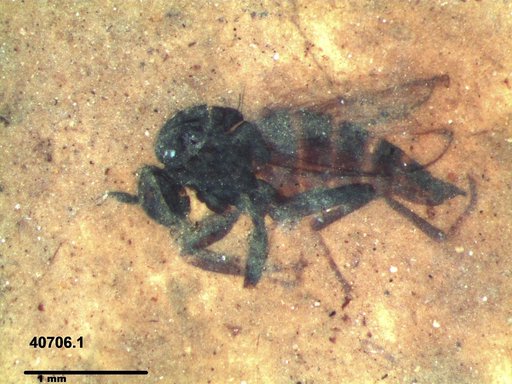 Diptera