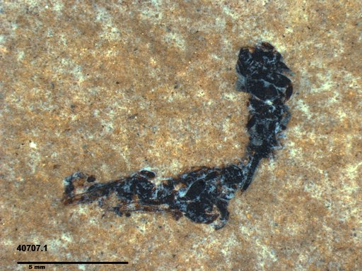 Genus sp