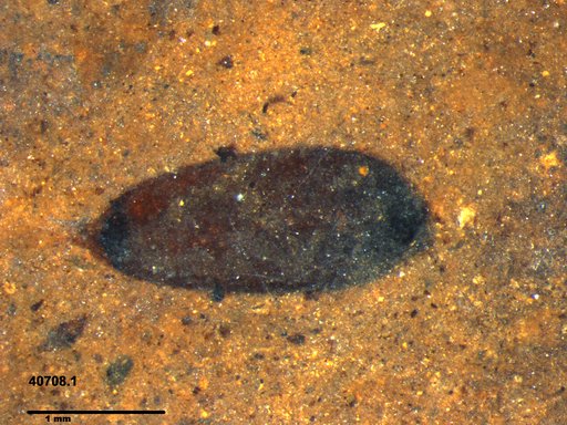 Tracheophyta