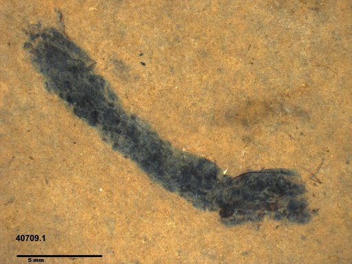 Genus sp