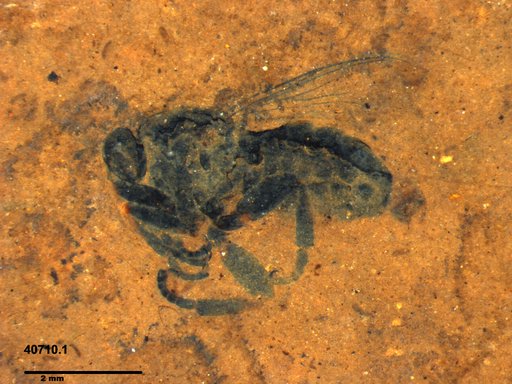 Diptera