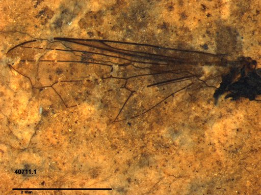 Diptera