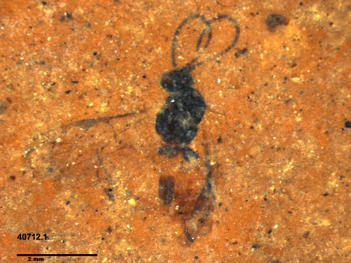 Ichneumonidae