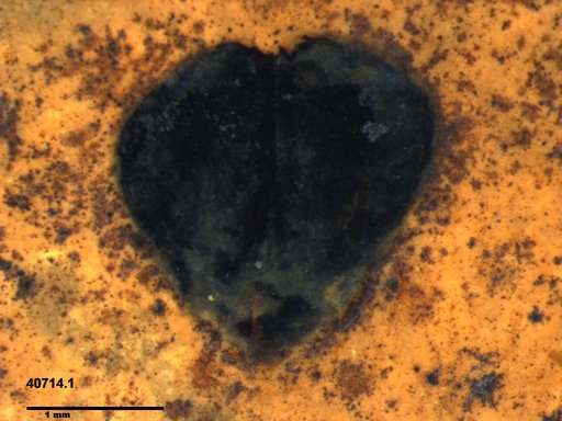 Tracheophyta