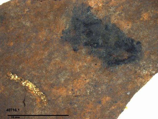 Genus sp