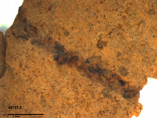 Genus sp