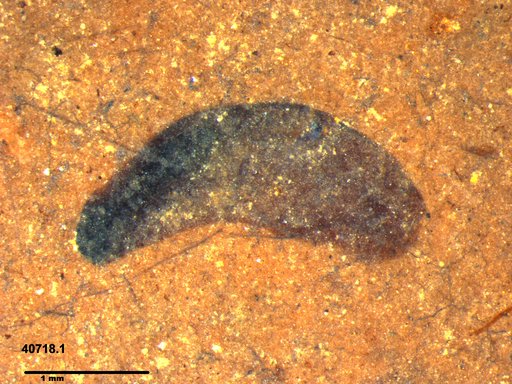Tracheophyta