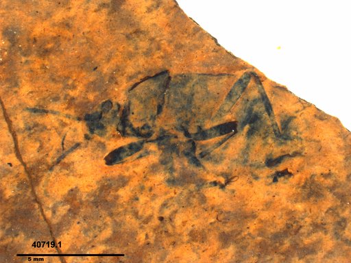 Genus sp