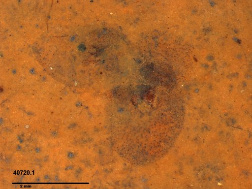 Tracheophyta