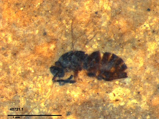 Genus sp