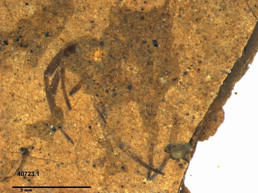 Genus sp