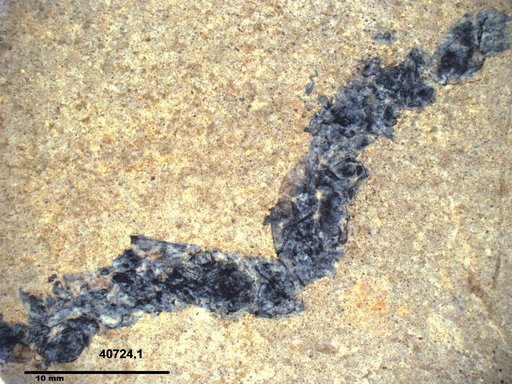 Genus sp