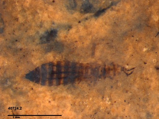 Genus sp