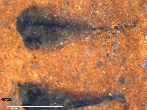 Tracheophyta