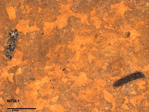 Genus sp
