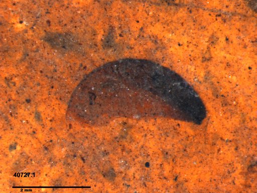 Tracheophyta
