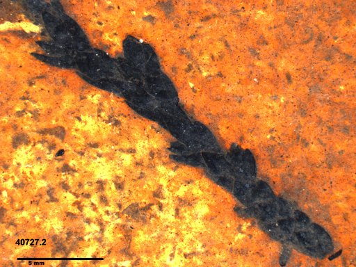 Tracheophyta