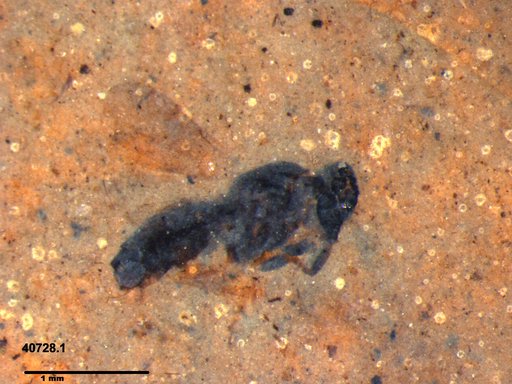 Genus sp