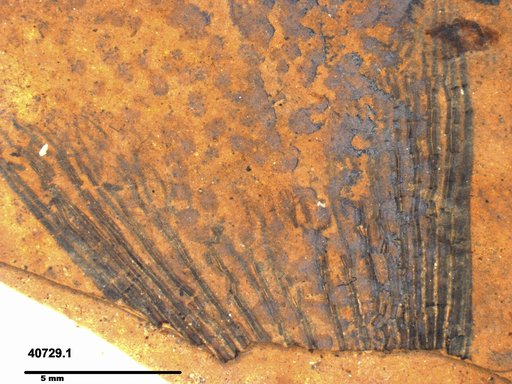 Genus sp