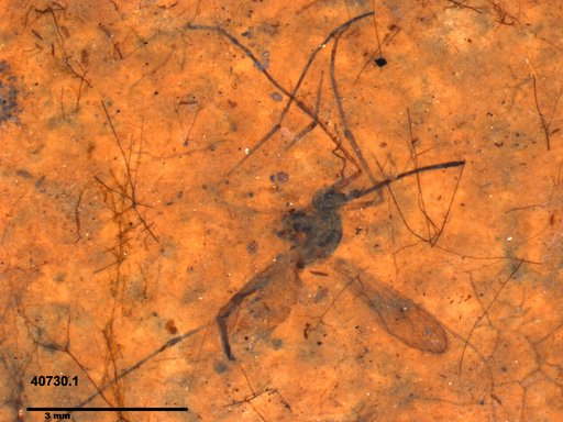 Genus sp