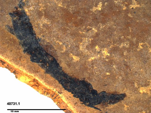 Genus sp