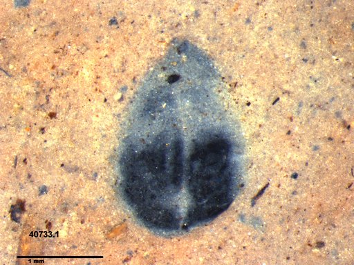 Tracheophyta