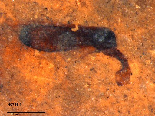 Tracheophyta