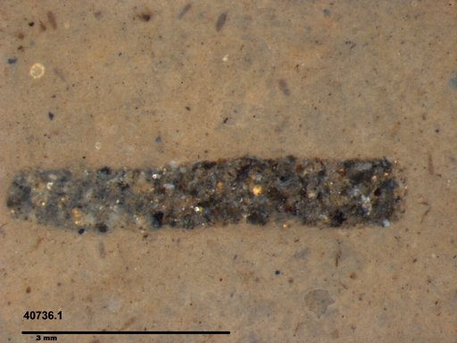 Genus sp