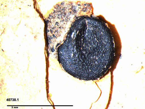 Tracheophyta